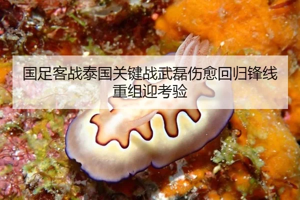 国足客战泰国关键战武磊伤愈回归锋线重组迎考验